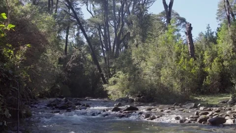 Crystal Clear River Flowing Through Forest Stock Footage 303429399