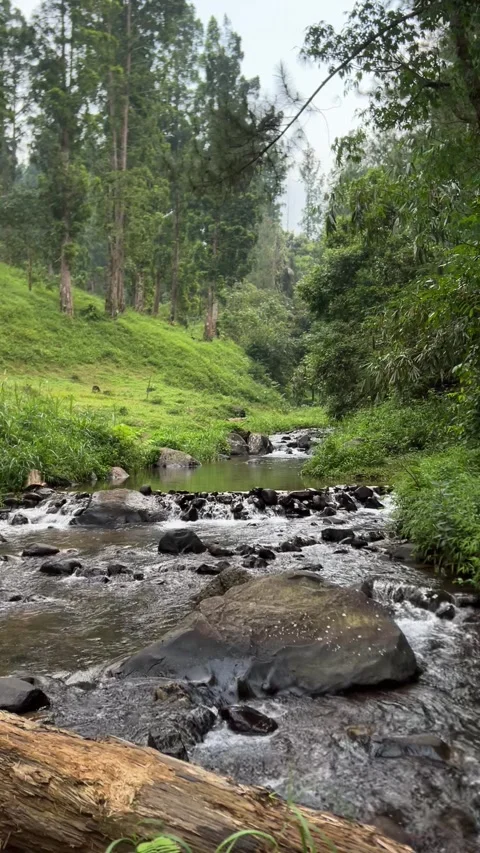 Crystal Clear River Flowing Through the Jungle 動画素材 320061252