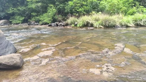Crystal Clear River Flowing Through Forest Stock Footage 341010983