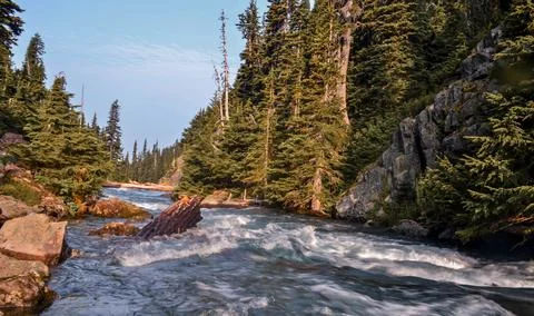 Crystal-Clear River Flowing Through Evergreen Forest at Sunset Stock Photos