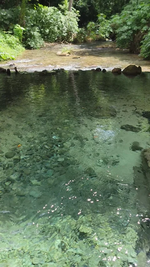 Crystal clear River Mulito flowing in tropical jungle,Pedernales,DR naturalsound Stock Footage 330082507