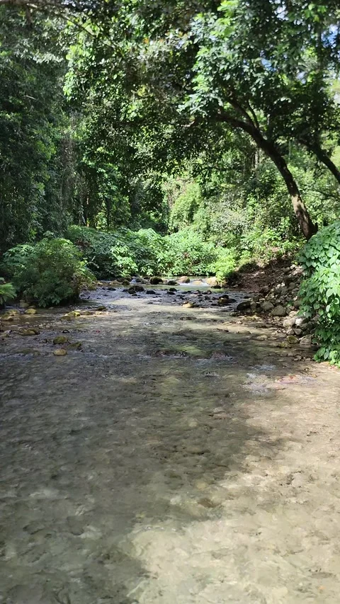 Crystal clear River Mulito flowing in tropical jungle,Pedernales,DR naturalsound Stock-Footage 330082791