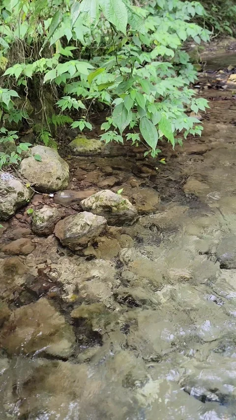 Crystal clear River Mulito flowing in tropical jungle,Pedernales,DR naturalsound Vidéo 330083208