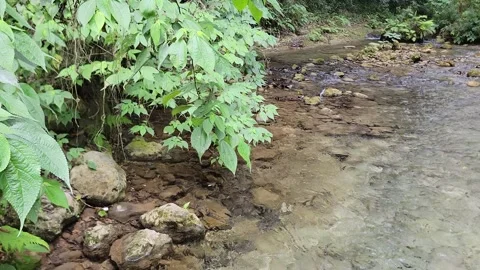 Crystal clear River Mulito flowing in tropical jungle,Pedernales,DR naturalsound Stock-Footage 330083350