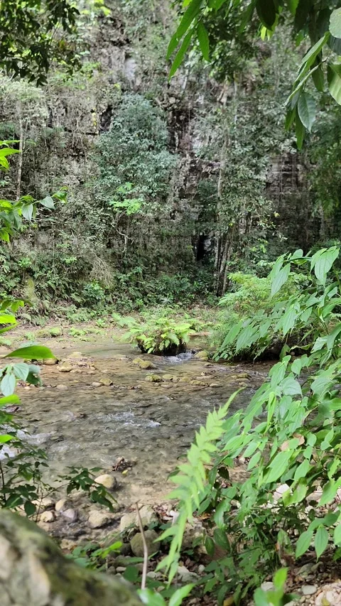 Crystal clear River Mulito flowing in tropical jungle,Pedernales,DR naturalsound Stock Footage 330083410