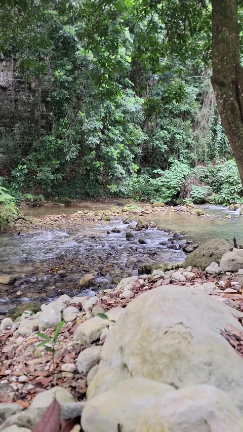 Crystal clear River Mulito flowing in tropical jungle,Pedernales,DR naturalsound Vidéo 330084949
