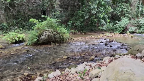 Crystal clear River Mulito flowing in tropical jungle,Pedernales,DR naturalsound Stock Footage 330085142