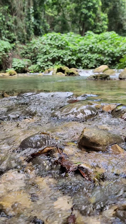Crystal clear River Mulito flowing in tropical jungle,Pedernales,DR naturalsound Video stock 330085149