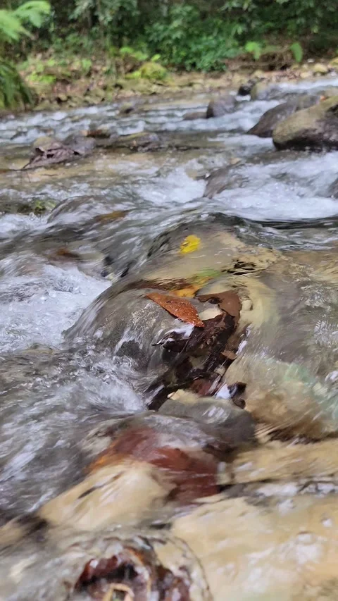 Crystal clear River Mulito flowing in tropical jungle,Pedernales,DR naturalsound Vidéo 330085187