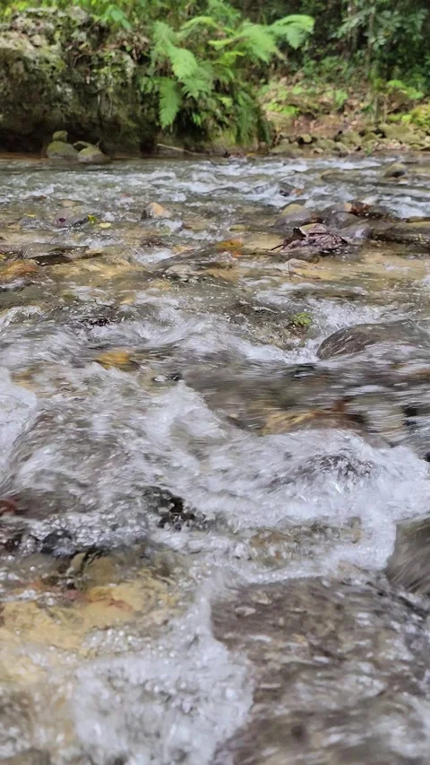Crystal clear River Mulito flowing in tropical jungle,Pedernales,DR naturalsound Video stock 330085191