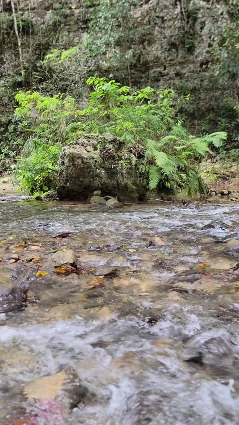Crystal clear River Mulito flowing in tropical jungle,Pedernales,DR naturalsound Stock Footage 330085242