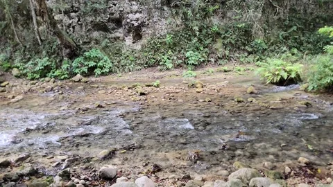 Crystal clear River Mulito flowing in tropical jungle,Pedernales,DR naturalsound Stock-Footage 330085314