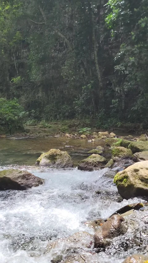 Crystal clear River Mulito flowing in tropical jungle,Pedernales,DR naturalsound Stock Footage 330085437
