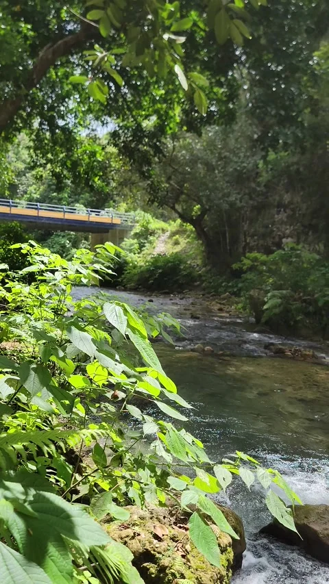 Crystal clear River Mulito flowing in tropical jungle,Pedernales,DR naturalsound Stock Footage 330085526