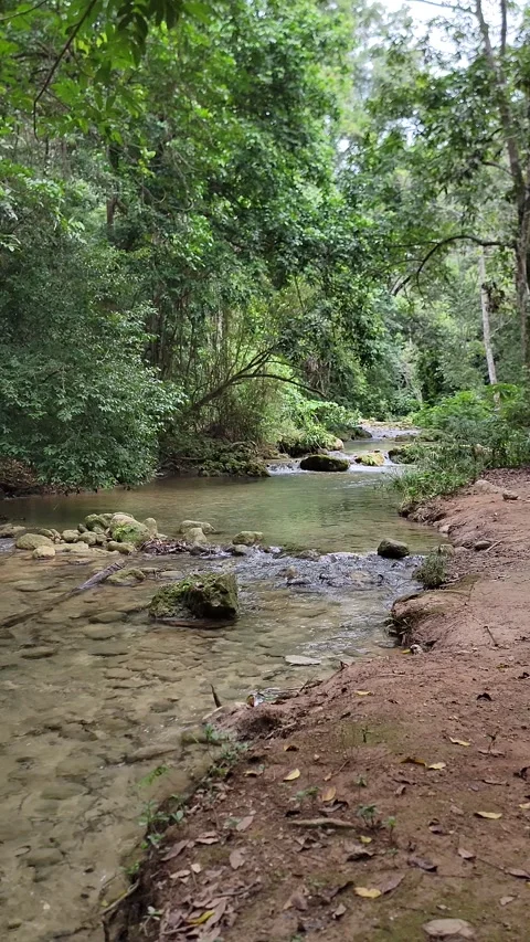 Crystal clear River Mulito flowing in tropical jungle,Pedernales,DR naturalsound Stock Footage 330085632