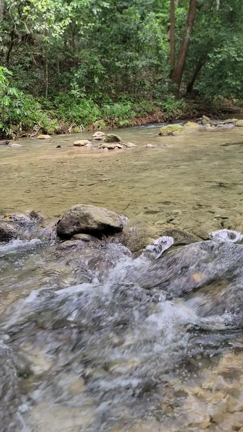 Crystal clear River Mulito flowing in tropical jungle,Pedernales,DR naturalsound Stock-Footage 330085639