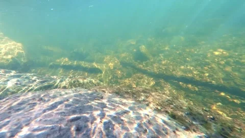 Crystal Clear River in Pine Forest with Golden Sunlight Reflections Stock Footage 328609638