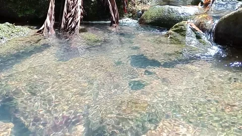 Crystal Clear River Pool with Flowing Water in Tropical Forest Stock Footage 330545009