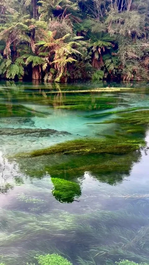 Crystal Clear River Stream with Underwater Green Vegetation Vídeos de archivo 342267516