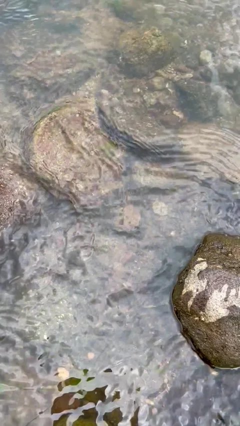 Crystal Clear River Water Flowing Gently Over Natural Smooth Rocks and Stones Stock Footage 340777314