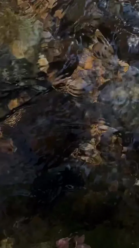Crystal Clear River Water Flowing Over Stones Video stock 341320419