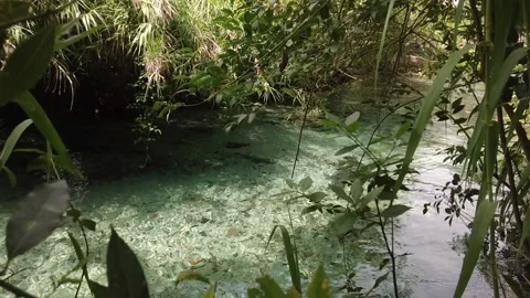 Crystal-clear river water flowing gently through lush green plants. Stock Footage 344785526