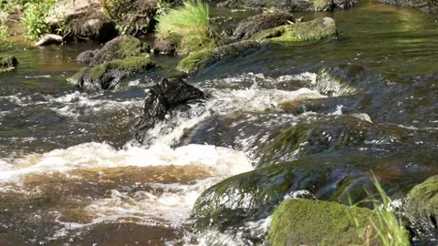 Crystal Clear River Water Flows Over Mossy Stones in the Bright Morning Sun Stock Footage 345551421