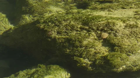 Crystal clear running river water with green moss and peaceful morning light Stock Footage 221501403