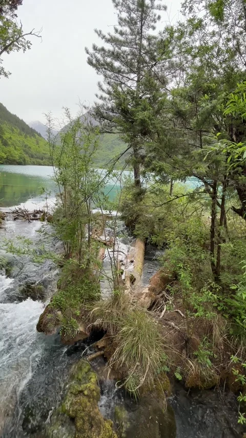 Crystal Clear Rushing Stream and Turquoise Lake in Jiuzhaigou Valley, Sichuan Stock-Footage 336881610