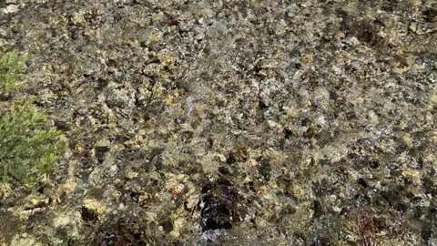 Crystal Clear Shallow Stream with Visible Riverbed Stones Stock Footage 307714884