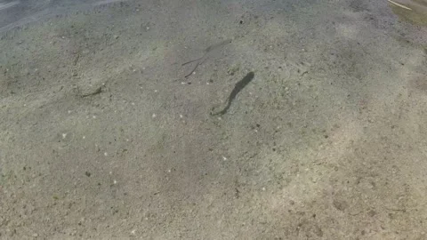 Crystal Clear Shallow Water with Fish in the Maldives Stock Footage 304060452