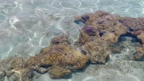 Crystal-clear shallow water of the Red Sea Stock Footage 336218384