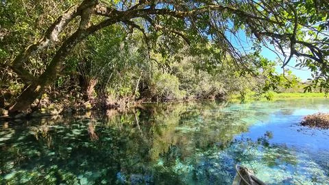 Crystal Clear Spring Oasis. Stock Photos