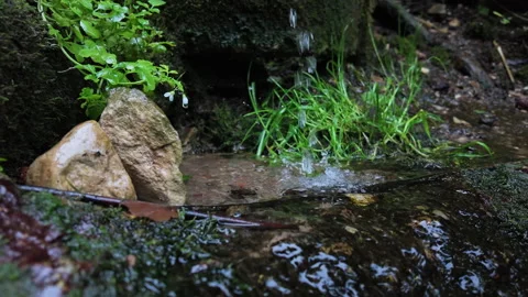 Crystal clear spring water flowing from a natural rock source, green forest Stock Footage 339304436