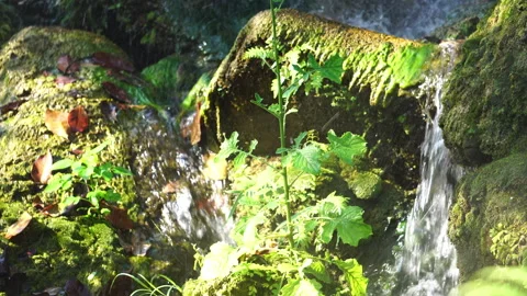 Crystal clear stream flowing over moss-covered rocks in a lush, peaceful forest. Stock-Footage 328641879