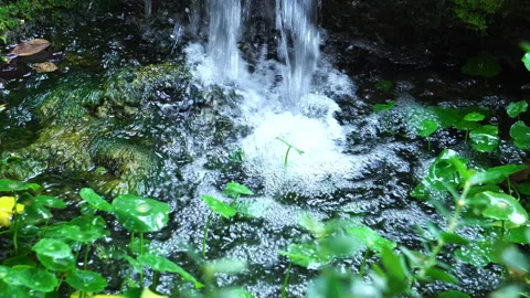 Crystal clear stream flowing over moss-covered rocks in a lush, peaceful forest. Video stock 328641886