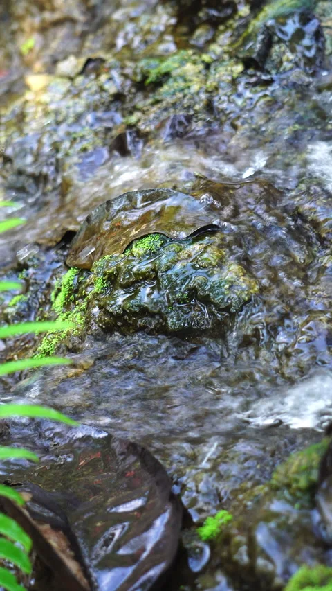 Crystal clear stream flowing over moss-covered rocks in a lush, peaceful forest. Vídeo Stock 328646077
