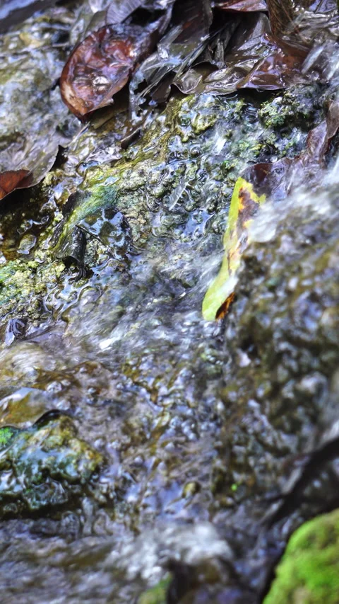 Crystal clear stream flowing over moss-covered rocks in a lush, peaceful forest. 動画素材 328646102