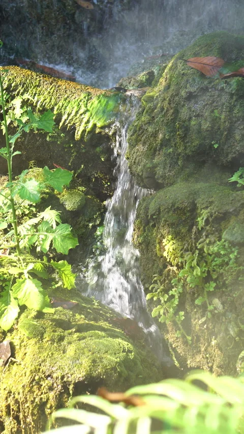 Crystal clear stream flowing over moss-covered rocks in a lush, peaceful forest. Vídeo Stock 328646251