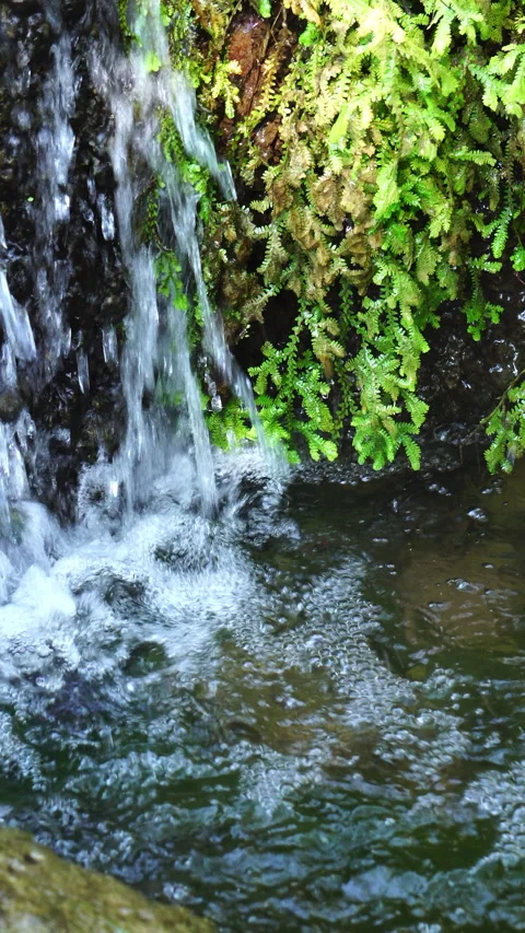 Crystal clear stream flowing over moss-covered rocks in a lush, peaceful forest. 스톡 동영상 328647039