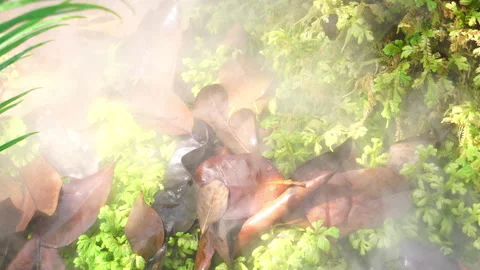 Crystal clear stream flowing over moss-covered rocks in a lush, peaceful forest. 스톡 동영상 328647102