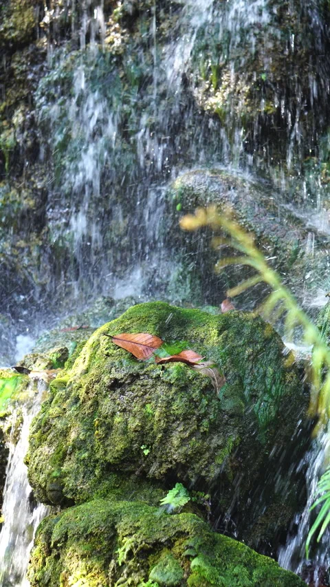 Crystal clear stream flowing over moss-covered rocks in a lush, peaceful forest. 스톡 동영상 328647124