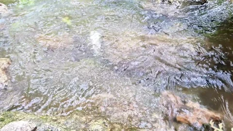 Crystal Clear Stream Flowing Over Rocks in a Tranquil Forest Creek Stock Footage 337689709