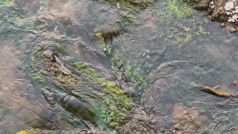 Crystal Clear Stream Flowing Over Moss Covered Rocks in a Peaceful Natural F Stock Footage 337875402