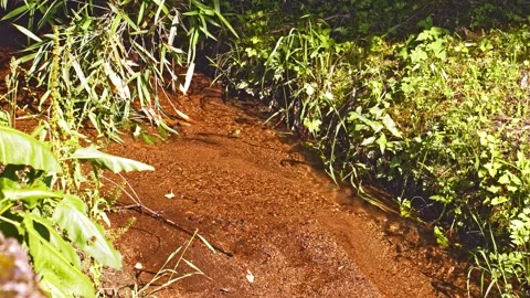 A crystal-clear stream flowing through a secluded forest Video stock 134233548