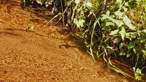 A crystal-clear stream flowing through a secluded forest Video stock 134233755