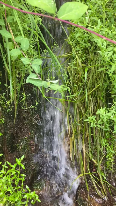 Crystal-clear stream flowing through grass with calming water sound 🌊🌱 動画素材 310914152