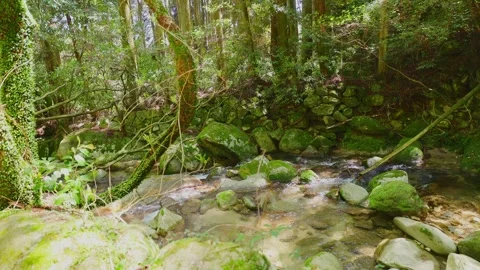 Crystal clear stream flowing through mossy rocks in a lush green forest Vídeos de archivo 332865899