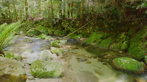 Crystal clear stream flowing through mossy rocks in a lush green forest Stock Footage 332865901