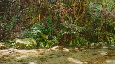 Crystal clear stream flowing through mossy rocks in a lush green forest Stock Footage 332865904